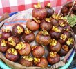 20100125_1425177506_manggis